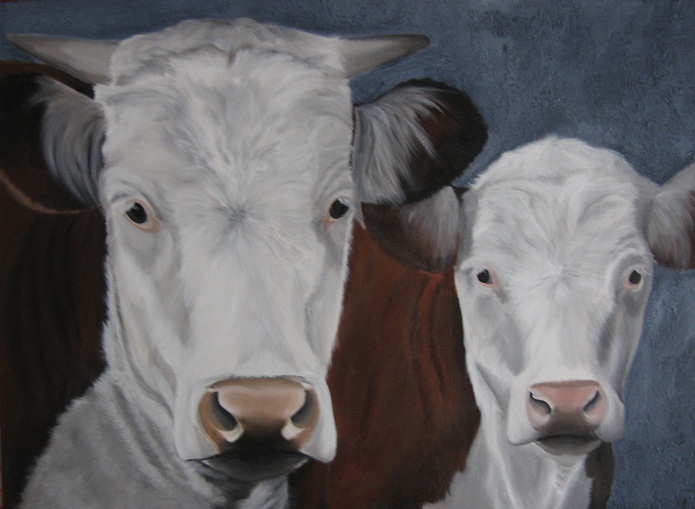 Twee hereford stieren