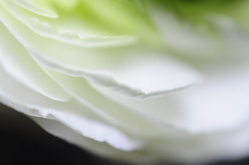 bloem abstracten #6