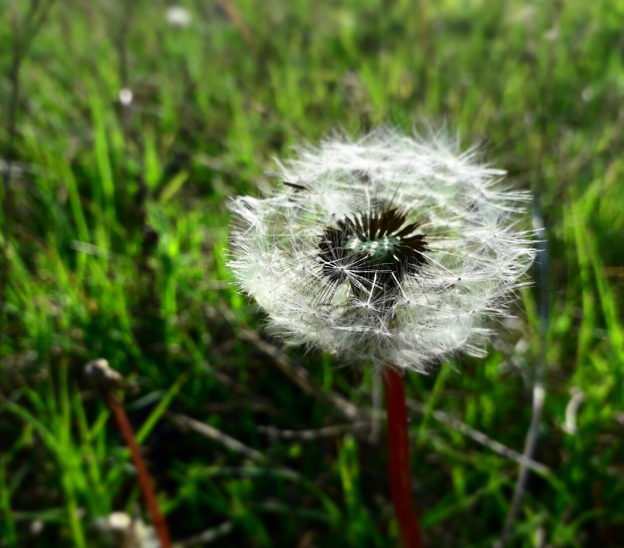 natuur #paardebloem 3