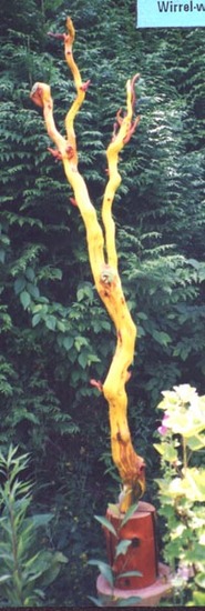 de Wirrel-warrelstam