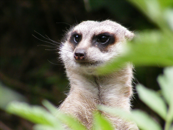 Dieren en natuur