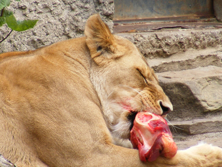 Dieren en natuur