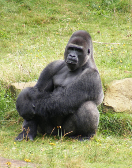 Dieren en natuur