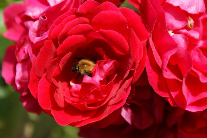 Dieren en natuur
