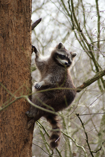 Dieren en natuur