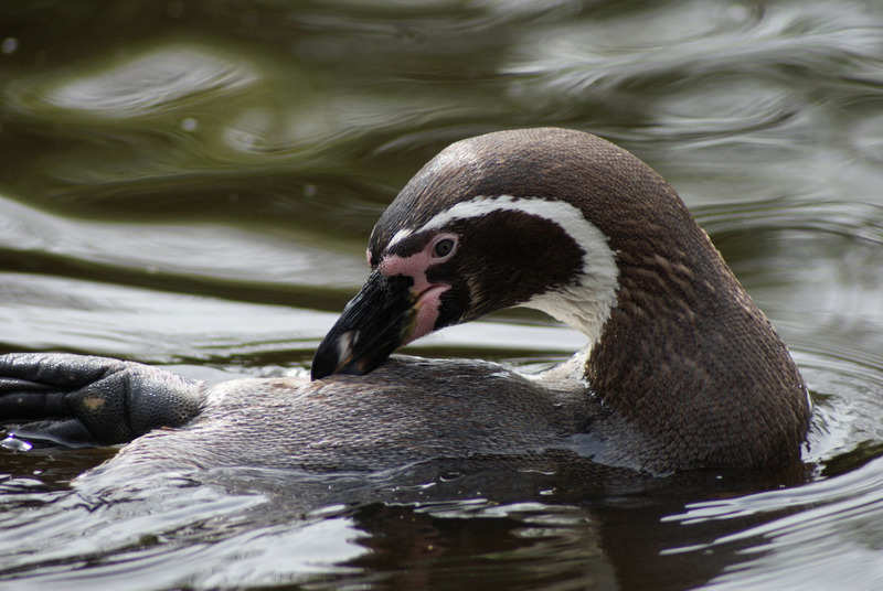 Dieren en natuur