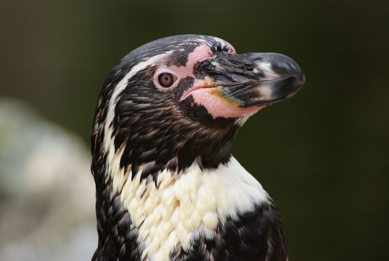 Dieren en natuur