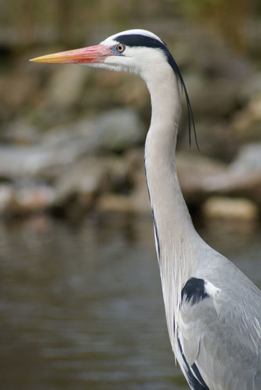 Dieren en natuur