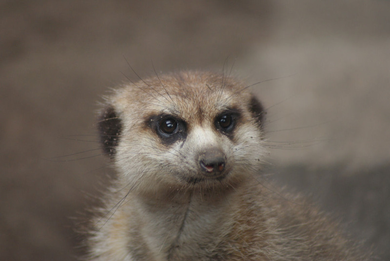Dieren en natuur