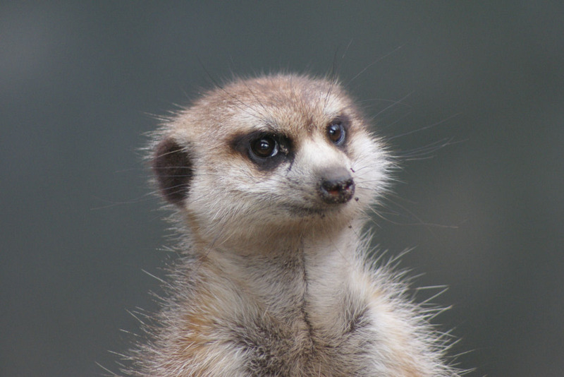 Dieren en natuur