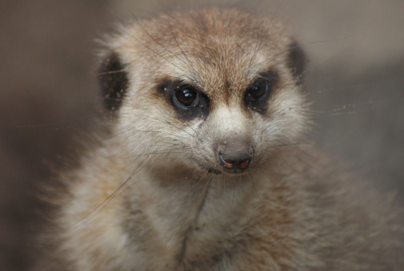 Dieren en natuur
