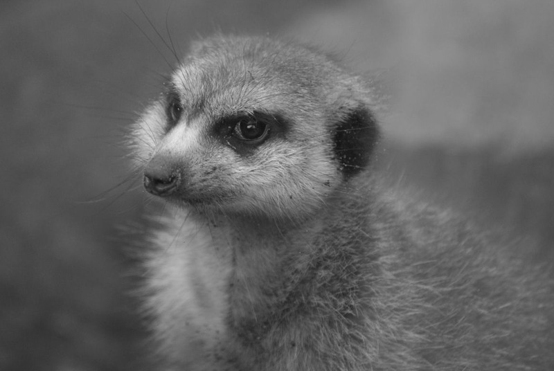 Dieren en natuur
