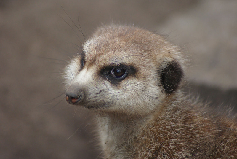 Dieren en natuur