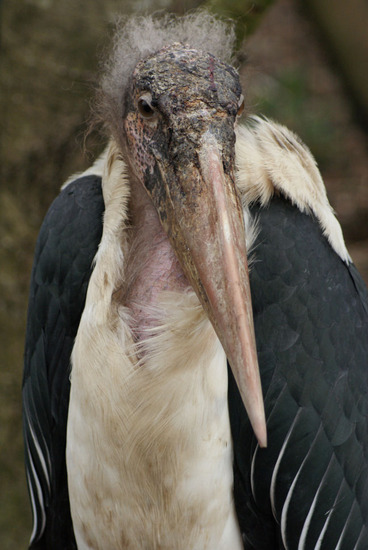 Dieren en natuur