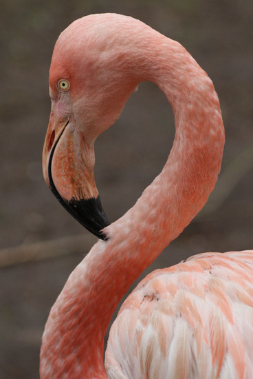 Dieren en natuur
