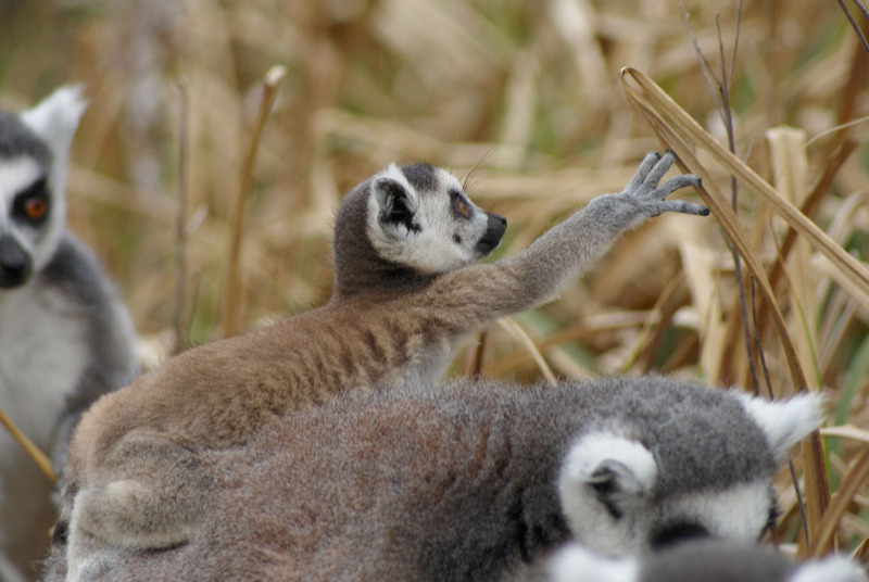 Dieren en natuur