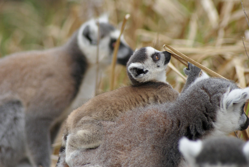 Dieren en natuur