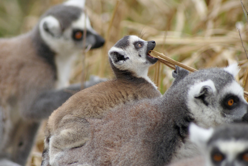Dieren en natuur