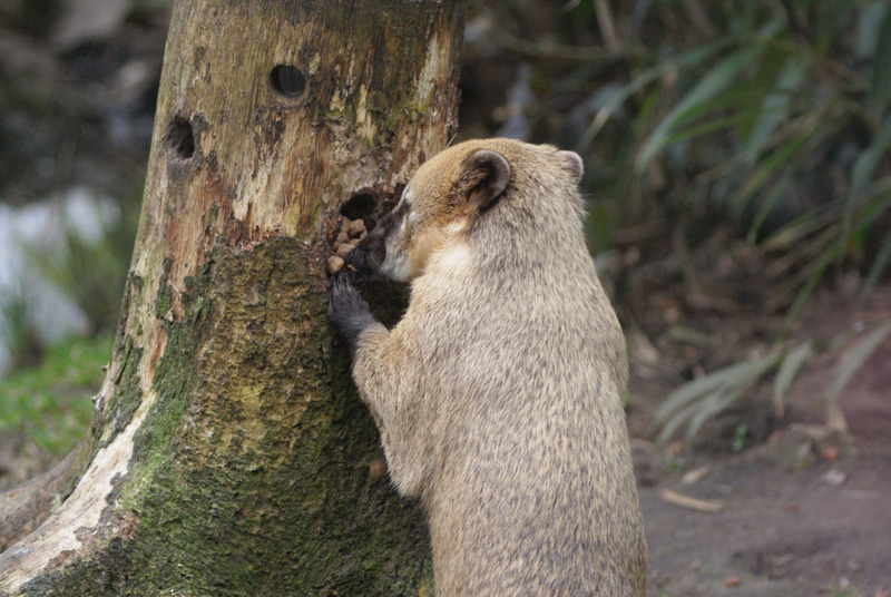 Dieren en natuur