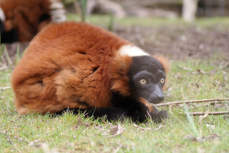 Dieren en natuur