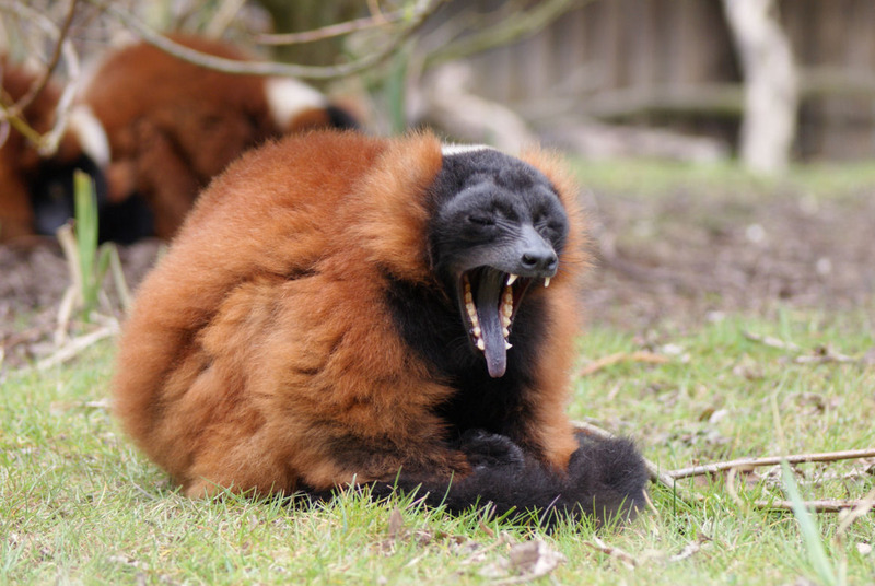 Dieren en natuur