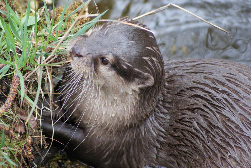 Dieren en natuur