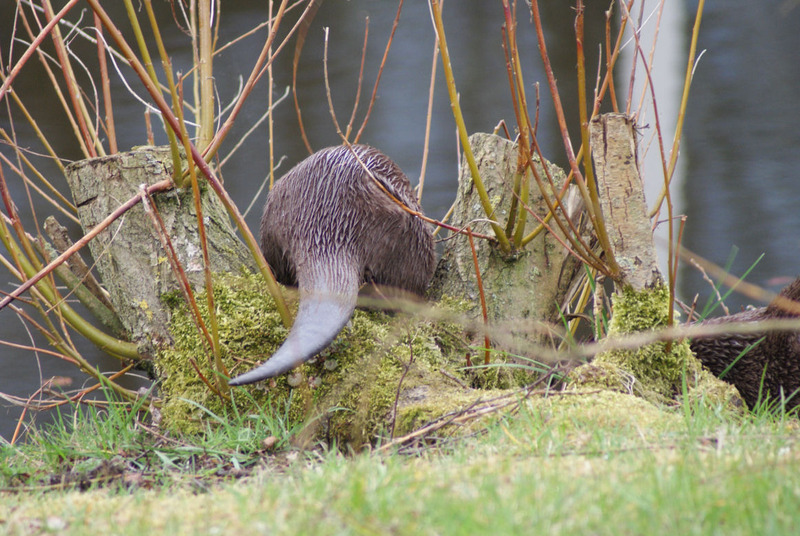 Dieren en natuur