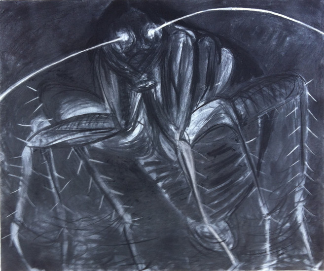 Periplaneta americana 5