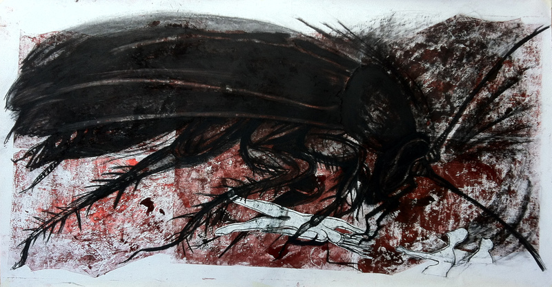 Periplaneta americana 7