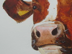 Indrukwekkende koeien portretten.