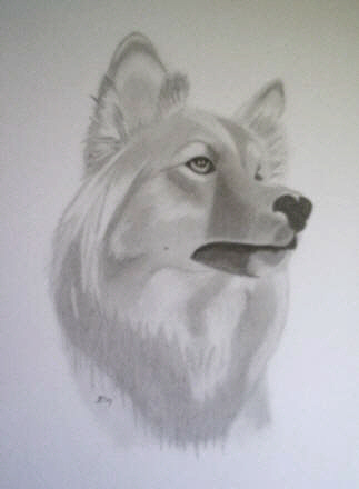 IJslandse hond