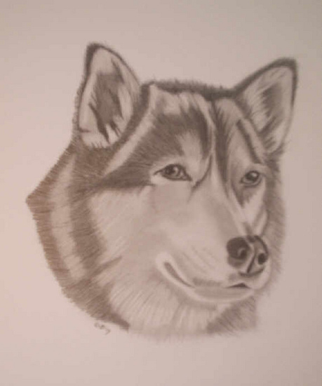 Malamute