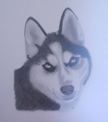 Husky
