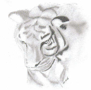 Tijger