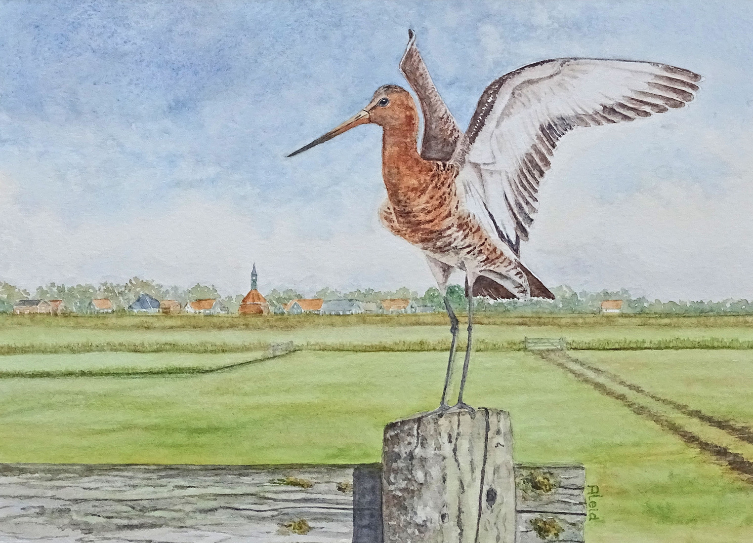 Grutto in het voorjaar