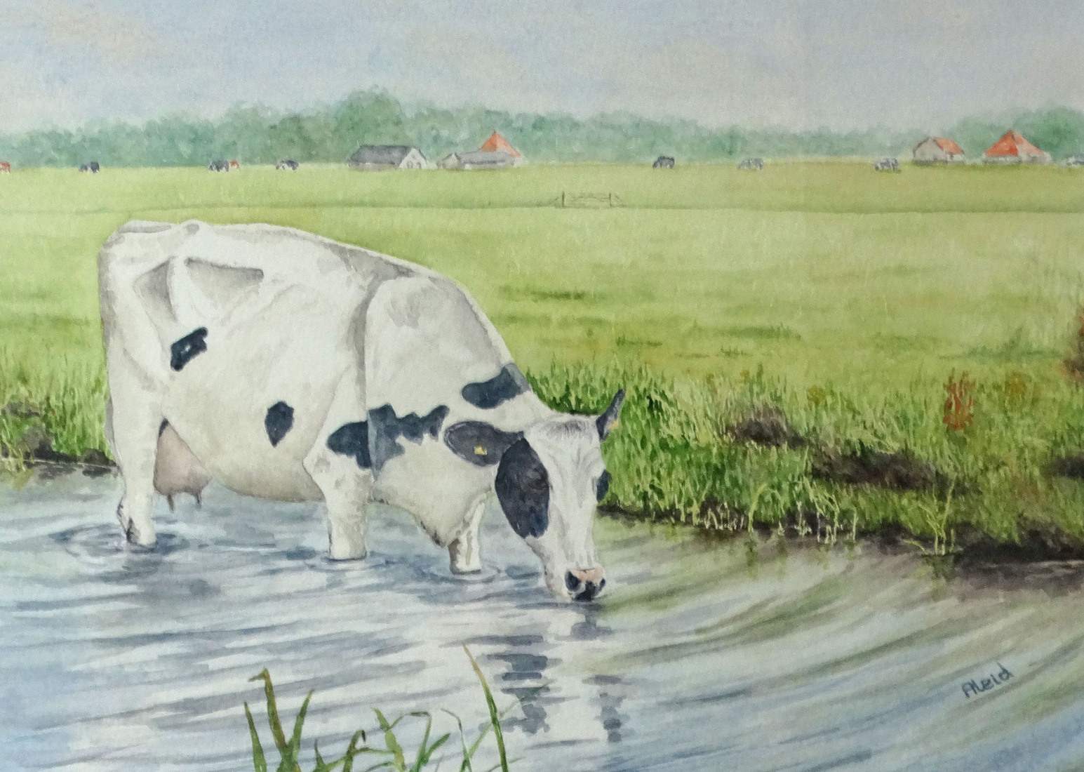 Koe staat in de sloot