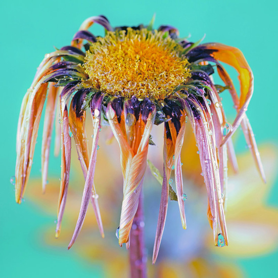 Uitgebloeide Gerbera