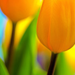 Diverse macrofoto's van bloemen en vruchten