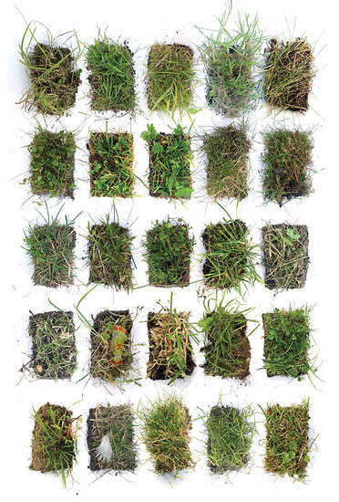 portraits of gras 10001