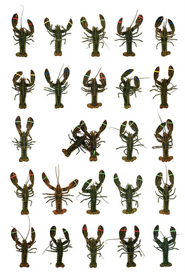 portraits of lobster 10001