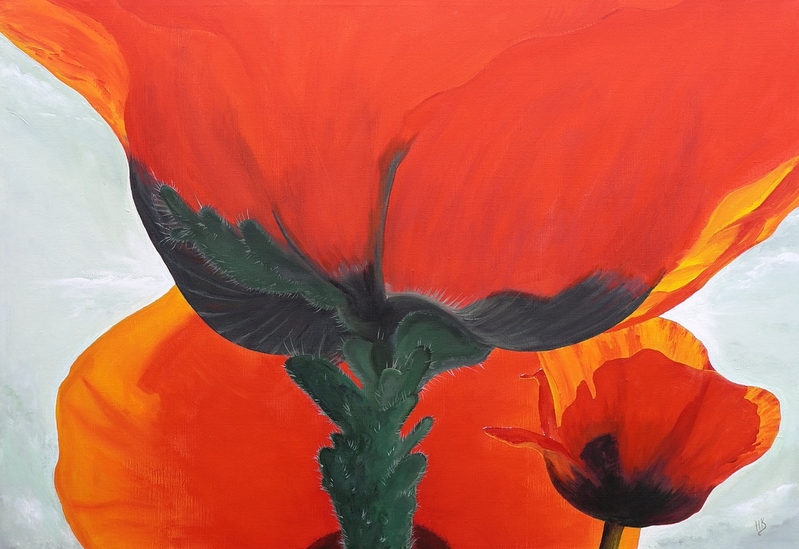 Poppies
