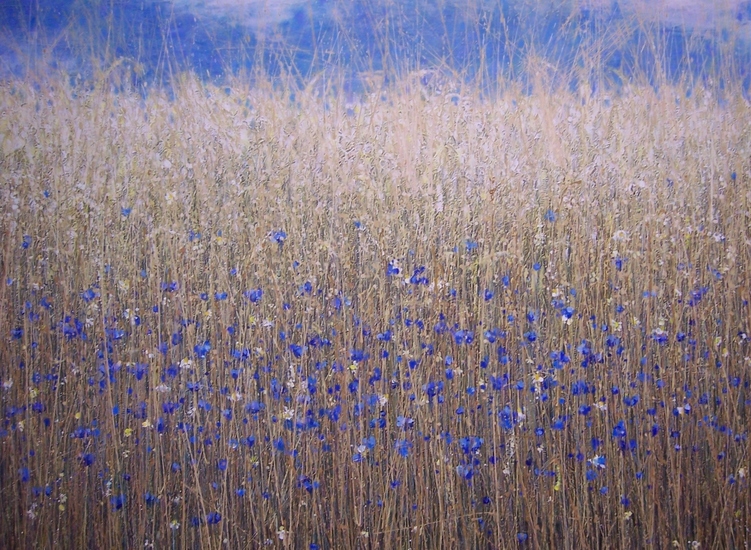 Korenbloemen 1