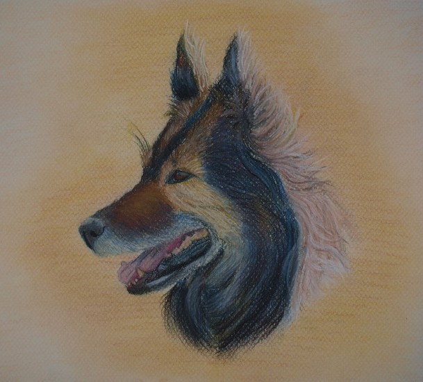 Bruno, Tervuerense herder