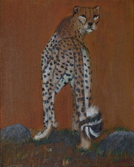 Cheeta