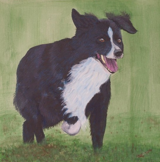 Willem, Border Collie