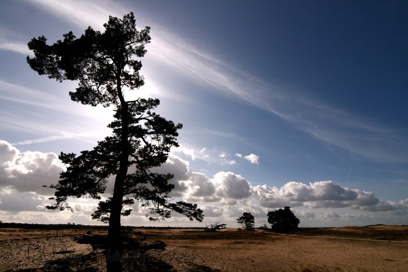 Hoge Veluwe