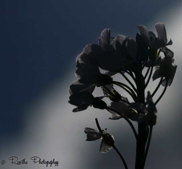 Silhouette Pinksterbloem