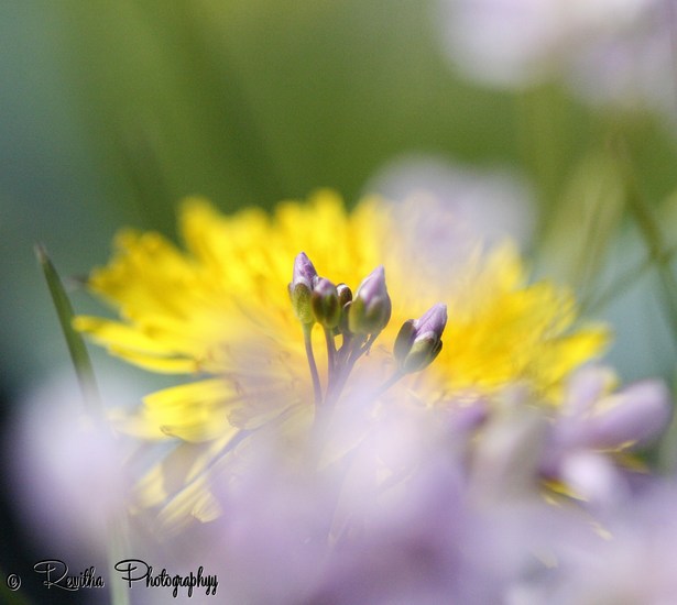 Paardenbloem met pinksterbloem in knop