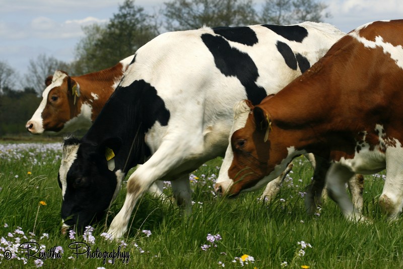 Zwart-wit/bruin-wit...