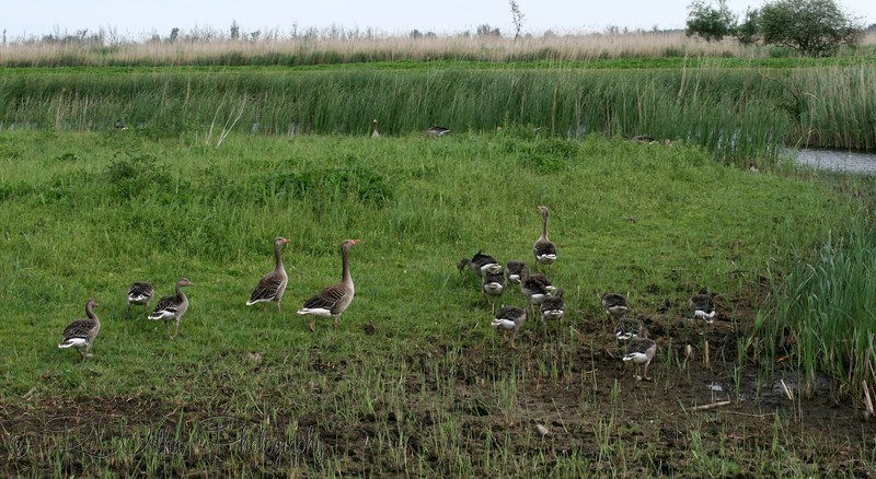 Oostvaardersplassen
